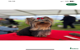 Yorkshire Terrier dogs for sale: Absolutely adorable mini yorkie puppies  - Image 25