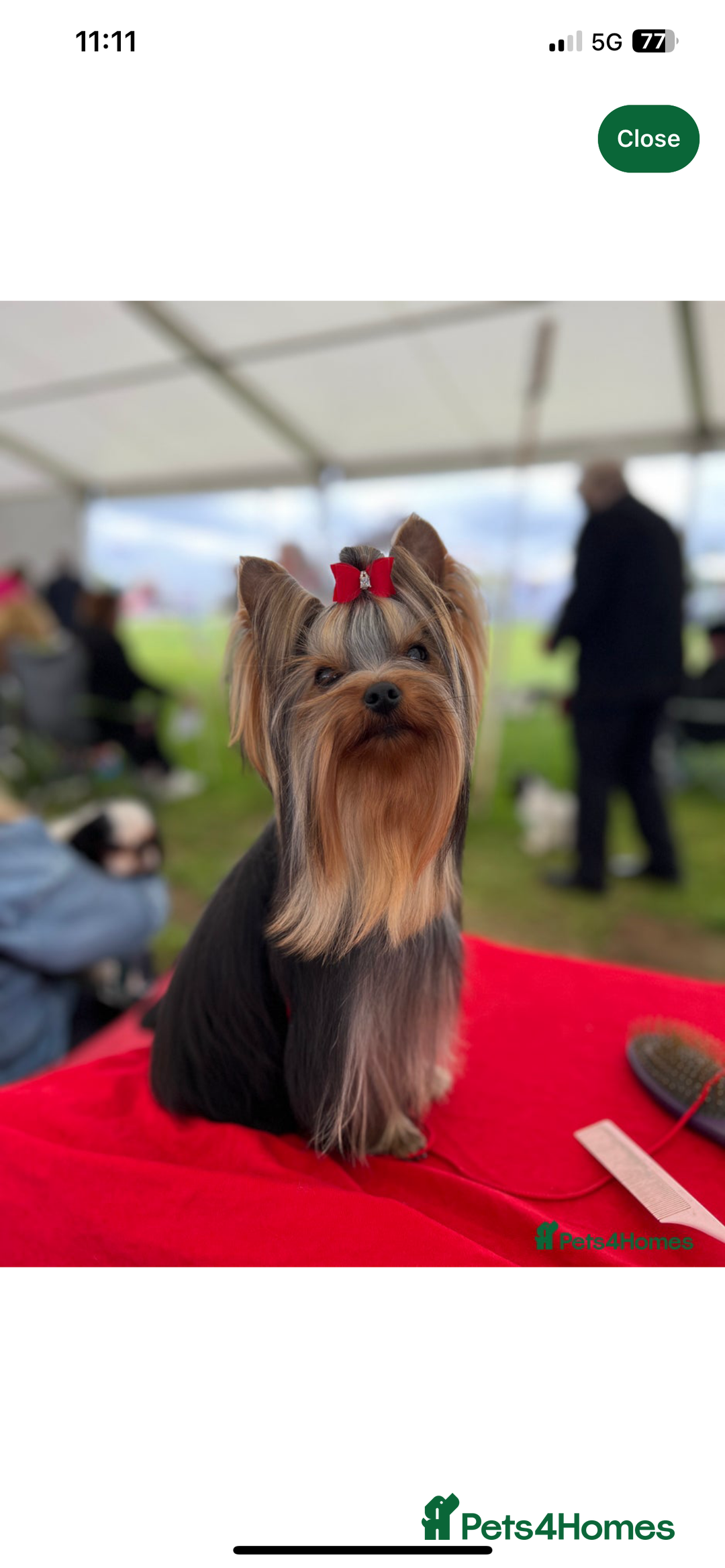 Yorkshire Terrier dogs for sale: Absolutely adorable mini yorkie puppies  - Image 25