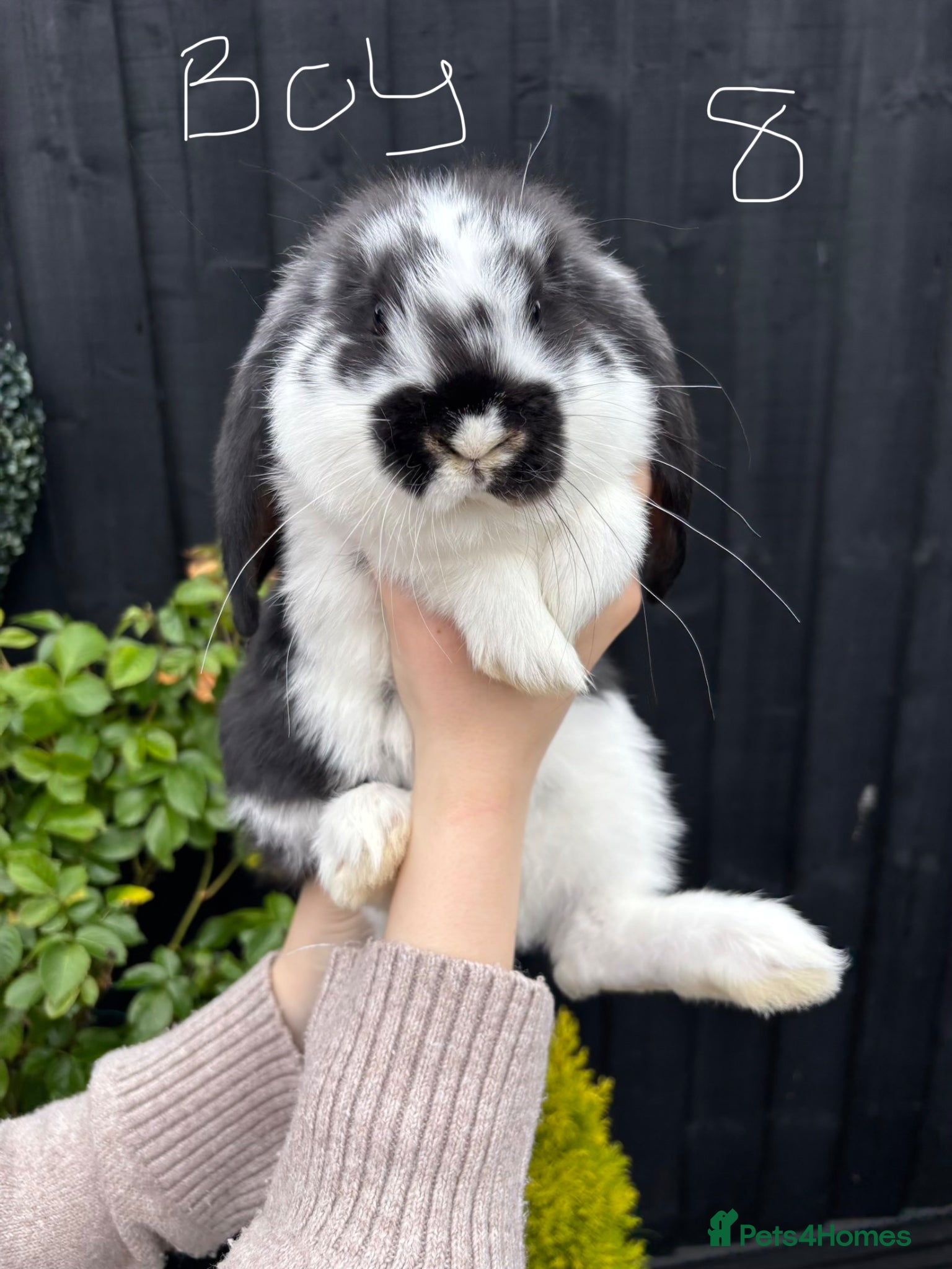 French Lop rabbits French lops ❤️  - Advert 6