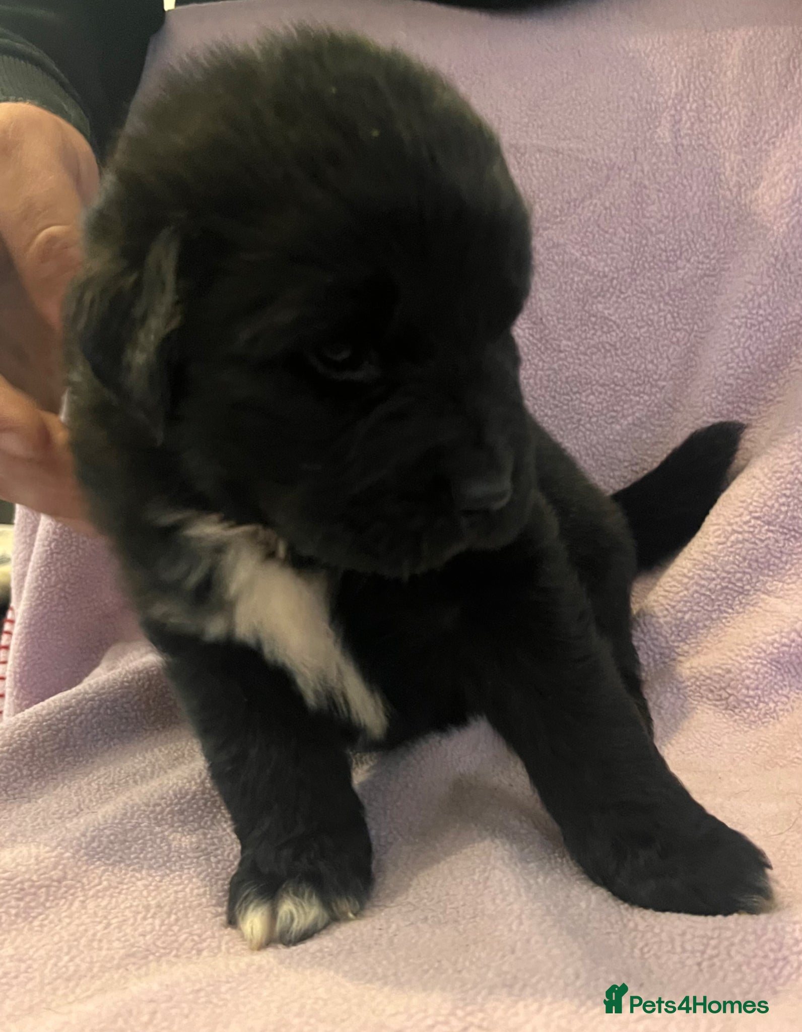 Mixed Breed dogs for sale: Black & landseer Newfoundland puppies  - Advert 9