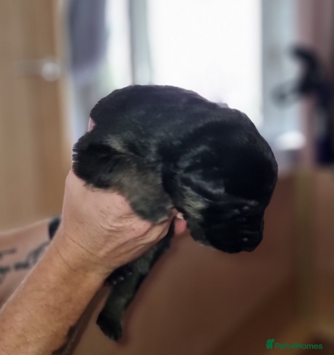 German Shepherd dogs for sale:  kc,health tested straight back german shepherd - Image 15