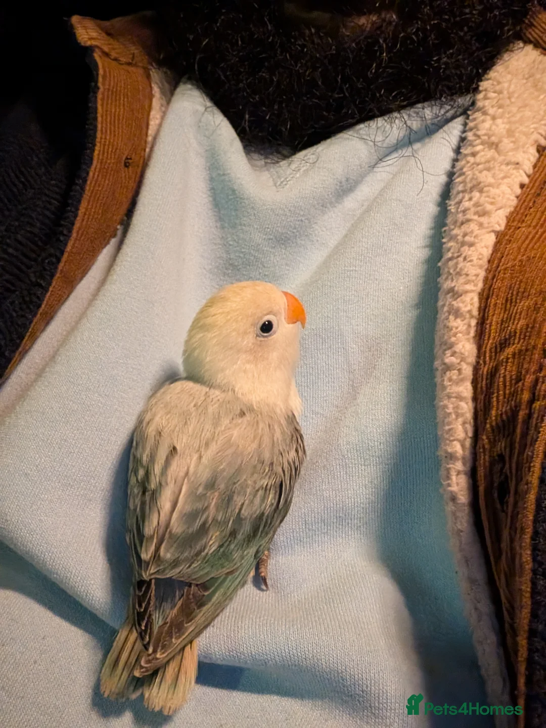 Lovebirds birds for sale: Hand Reared New Born Love Birds - Advert 38