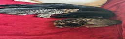 Mixed Breed cats for sale: Purr-fectly adorable playfull kittens - Advert 9