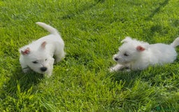 West Highland Terrier dogs for sale: West Highland Terriers show bloodlines - Image 12