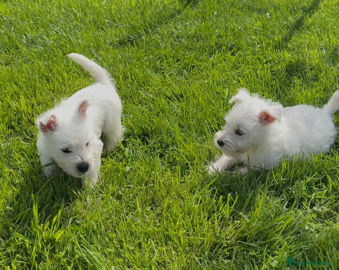 West Highland Terrier dogs for sale: West Highland Terriers show bloodlines - Image 12
