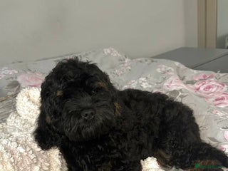 Cockapoo dogs Gorgeous 3-Month-Old F1 American Cockapoo Girl - Advert 16