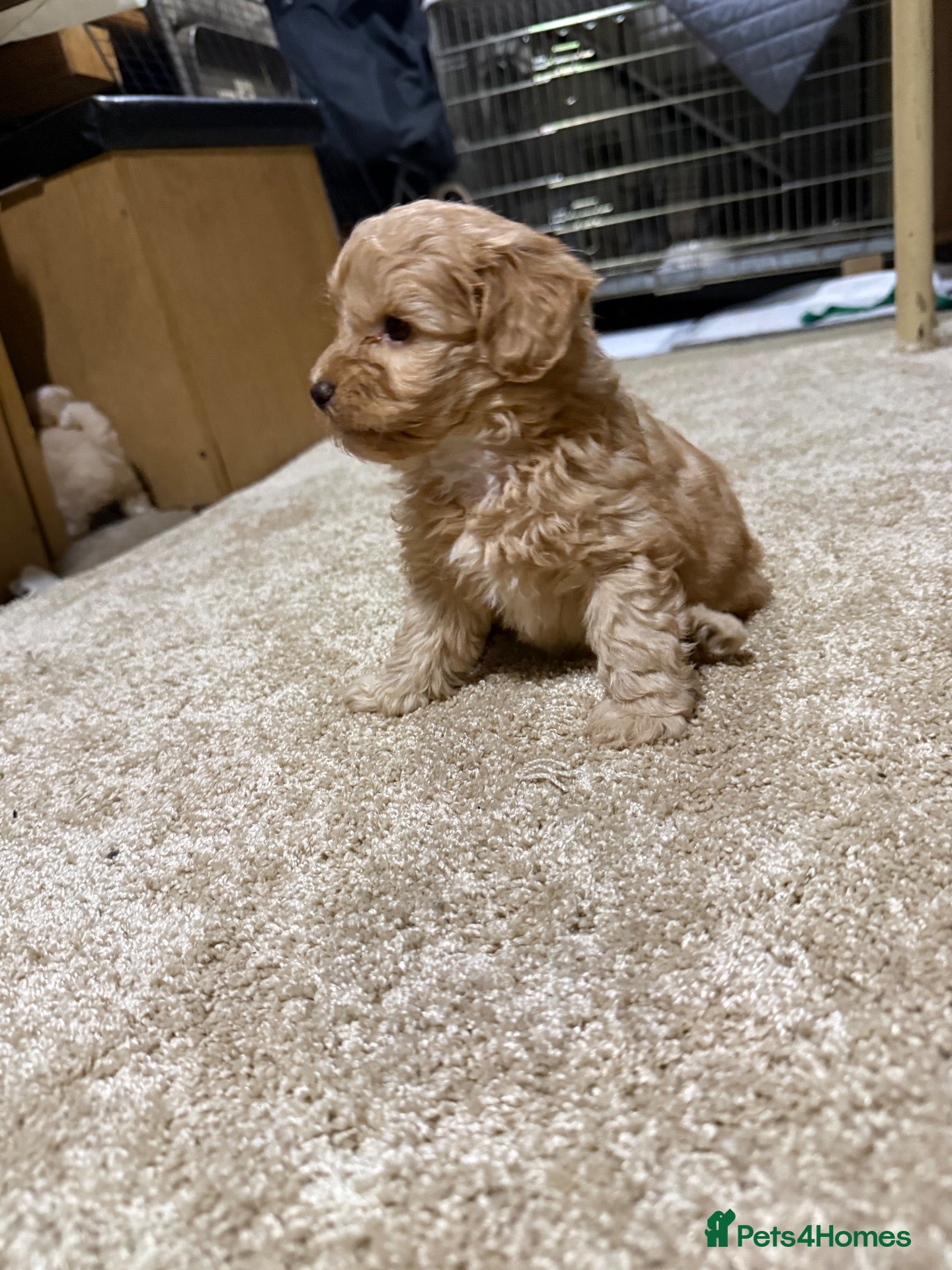 Shihpoo dogs Beautiful Shihpoo puppy - Advert 1