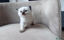 Ragdoll cats for sale: 4 PURE 💖💙RAGDOLLS💖💙 - Image 1