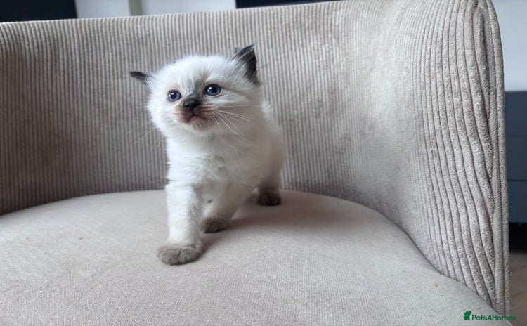 Ragdoll cats - Advert 11