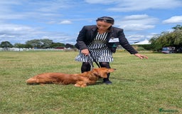 Dachshund dogs for stud: KC registered standard long haired dachshund  - Image 4