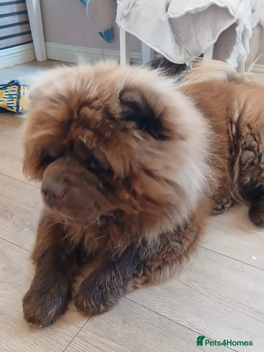 Chow Chow dogs for stud: Amazing chocolate chow chow for stud - Advert 2