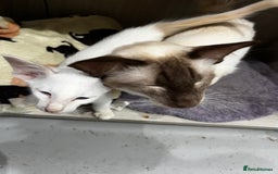 Siamese cats for sale: Rare Pure bred Balinese  - Image 1