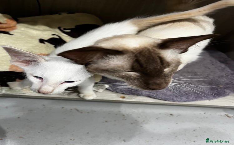 Siamese cats - Advert 1