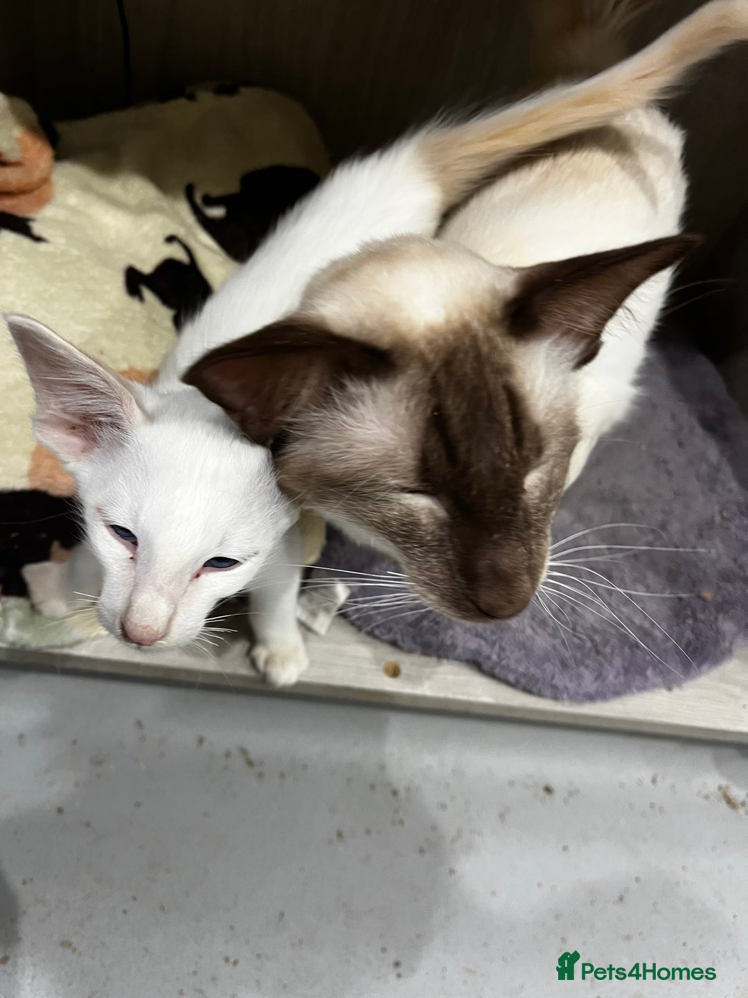 Siamese cats for sale: Rare Pure bred Balinese  - Image 1