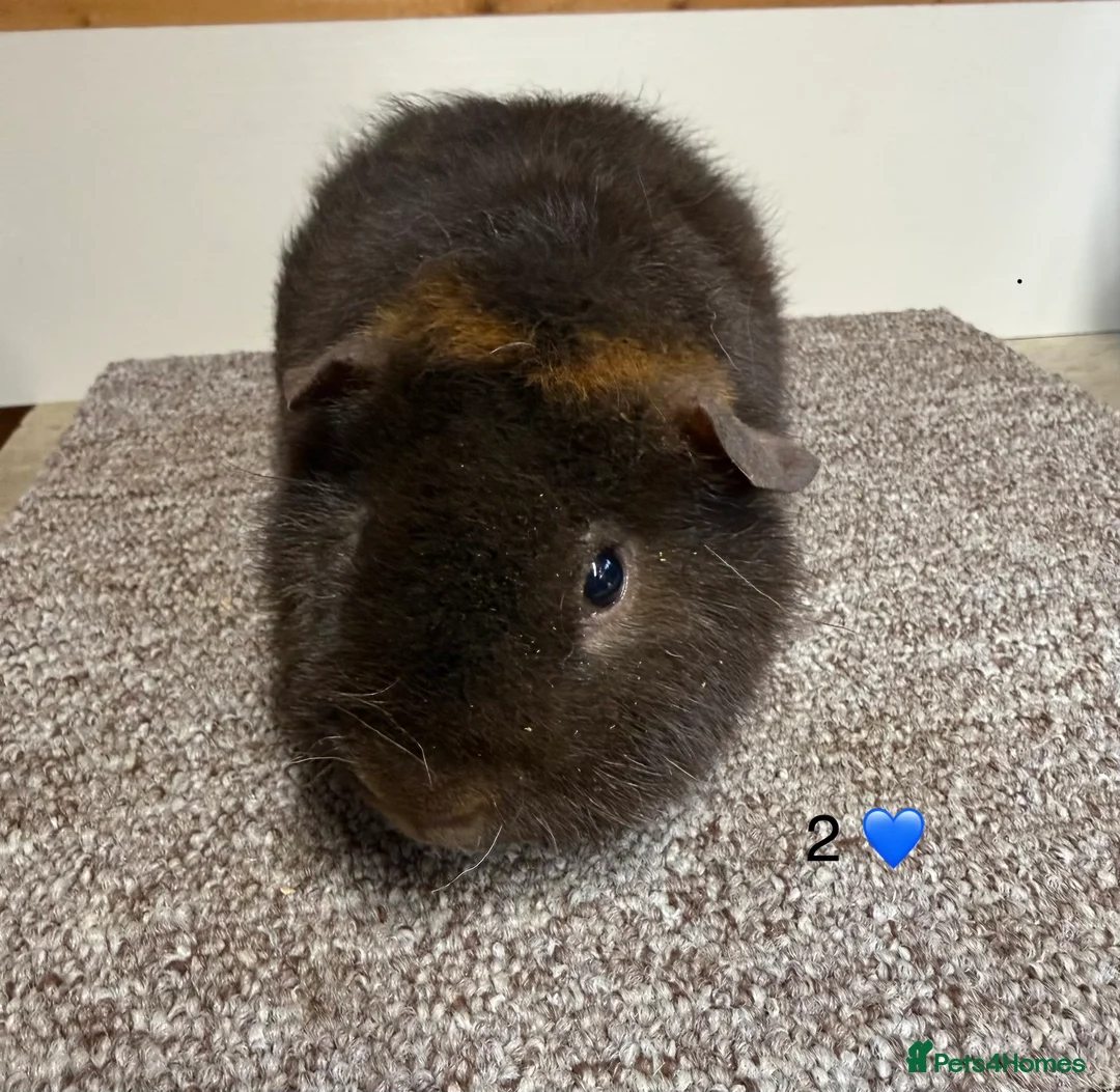 Guinea Pig rodents for sale: Teddy Boars  - Advert 4