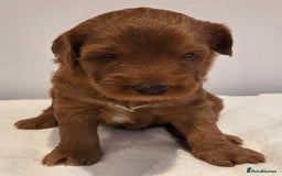 Australian Labradoodle dogs for sale: Australian Labradoodle Puppies  - Image 8