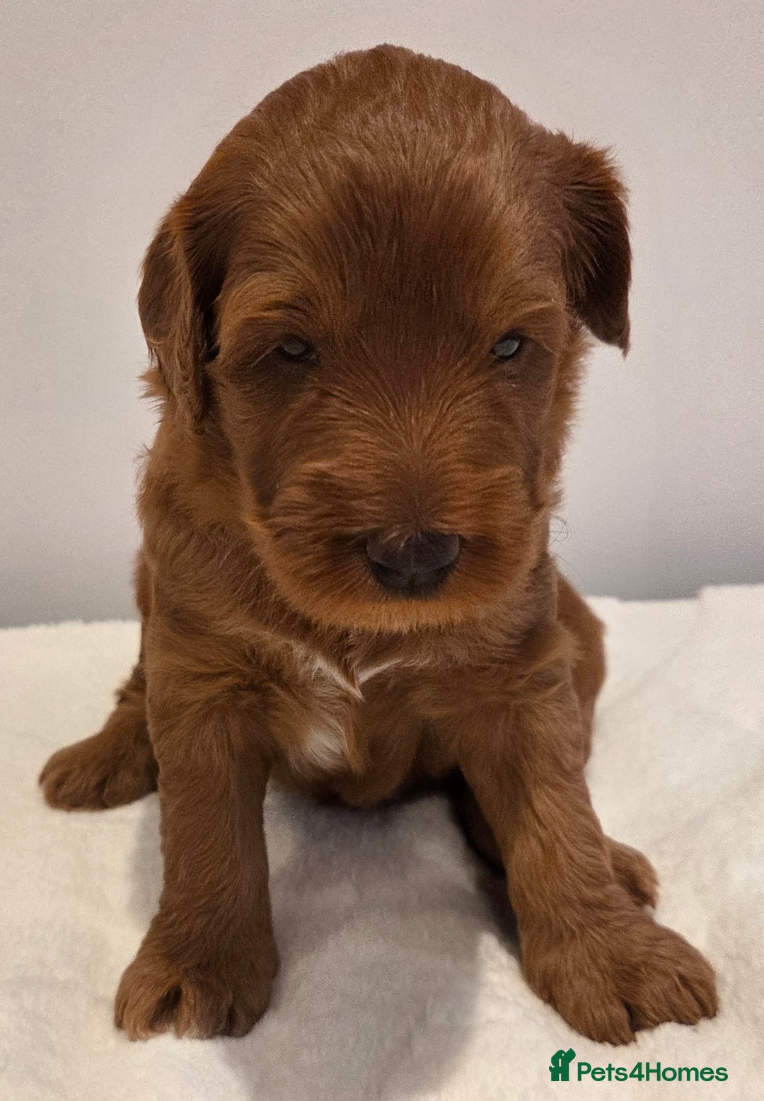Australian Labradoodle dogs for sale: Australian Labradoodle Puppies  - Image 8