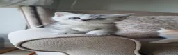 British Longhair cats for sale: Most Beautiful British Longhair Kittens - Advert 24