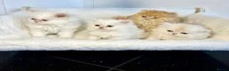 Persian cats for sale: BEAUTIFUL DOLL FACE FULL PERSIAN LONG HAIR KITTEN in Barnet - Advert 8