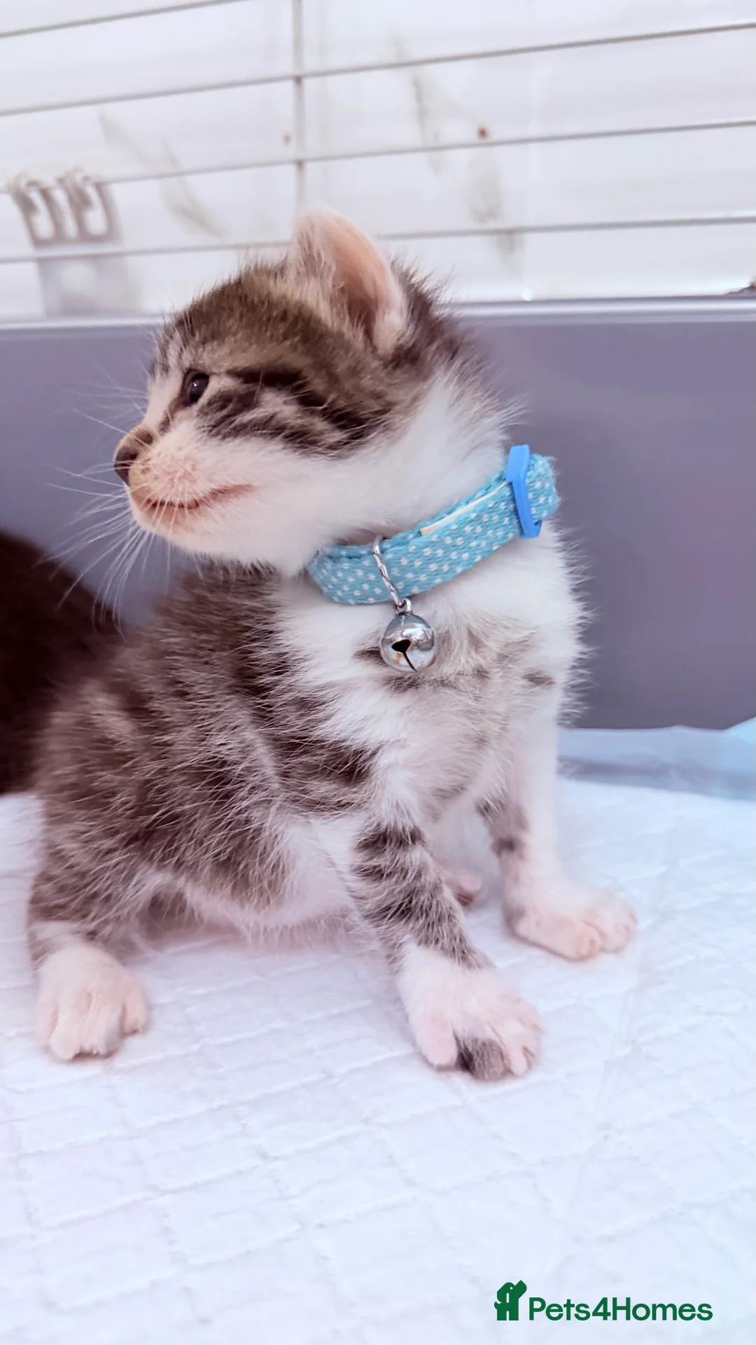 Bengal cats for sale: 🩶Ragamuffin crossed Bengal kittens🩶 - Advert 2