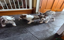 Mixed Breed dogs for sale: Siberian Husky X Staff/Lhasa Apso. Only 2 left!!  - Image 28