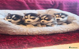 Pomsky dogs for sale: Stunning F4 Pomskies - Image 6