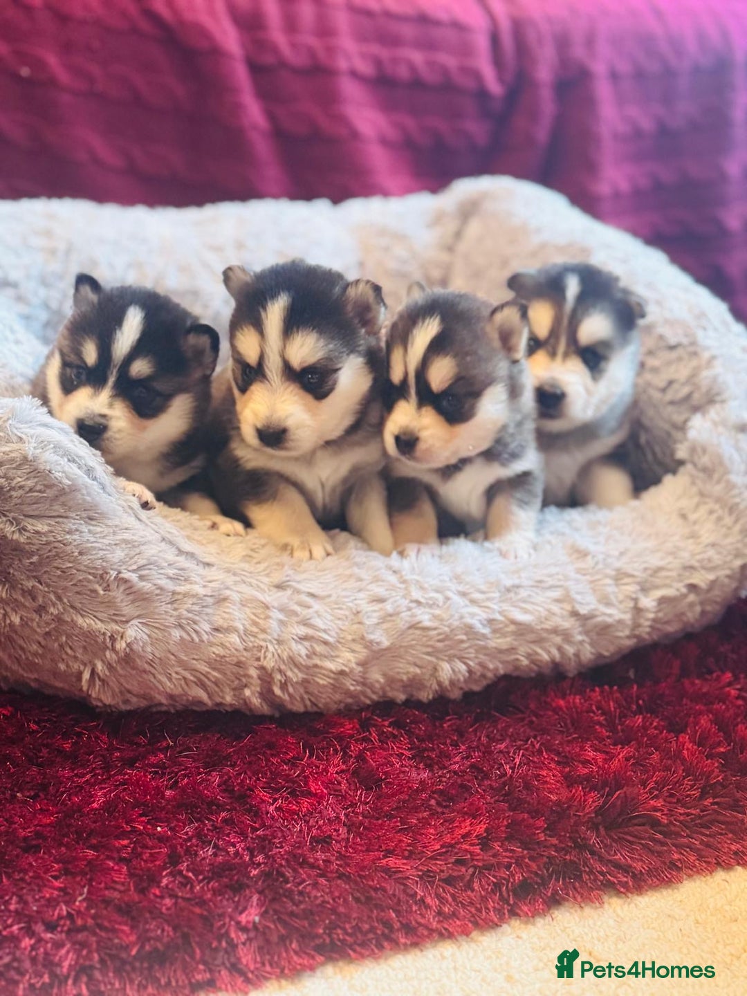 Pomsky dogs for sale: Stunning F4 Pomskies - Image 6