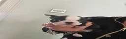 Boston Terrier dogs for sale: Kc reg Stunning full collar Boston terriers  - Advert 7