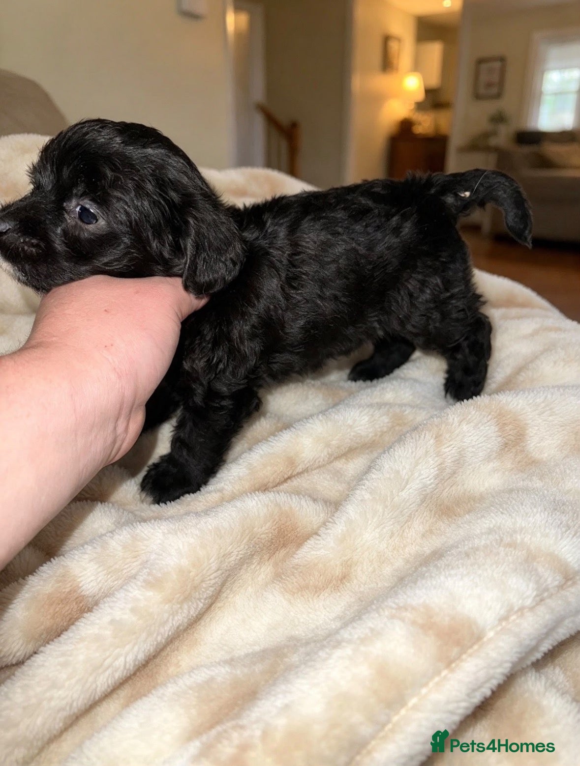 Jackapoo dogs for sale: Jackpot puppys - Advert 10