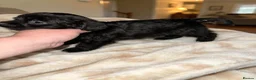 Jackapoo dogs for sale: Jackpot puppys in Peterborough - Advert 1