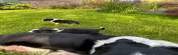 Border Collie dogs for sale: Adorable Border Collie puppies  - Advert 10