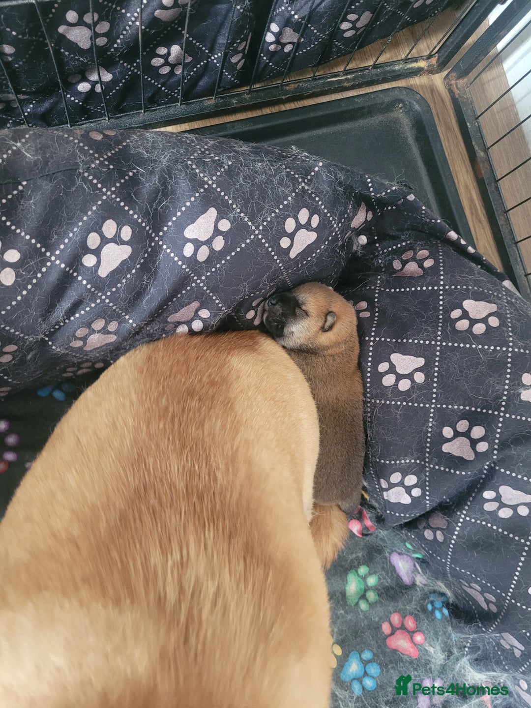 Japanese Shiba Inu dogs for sale: Japanese Shiba Inu - Image 10
