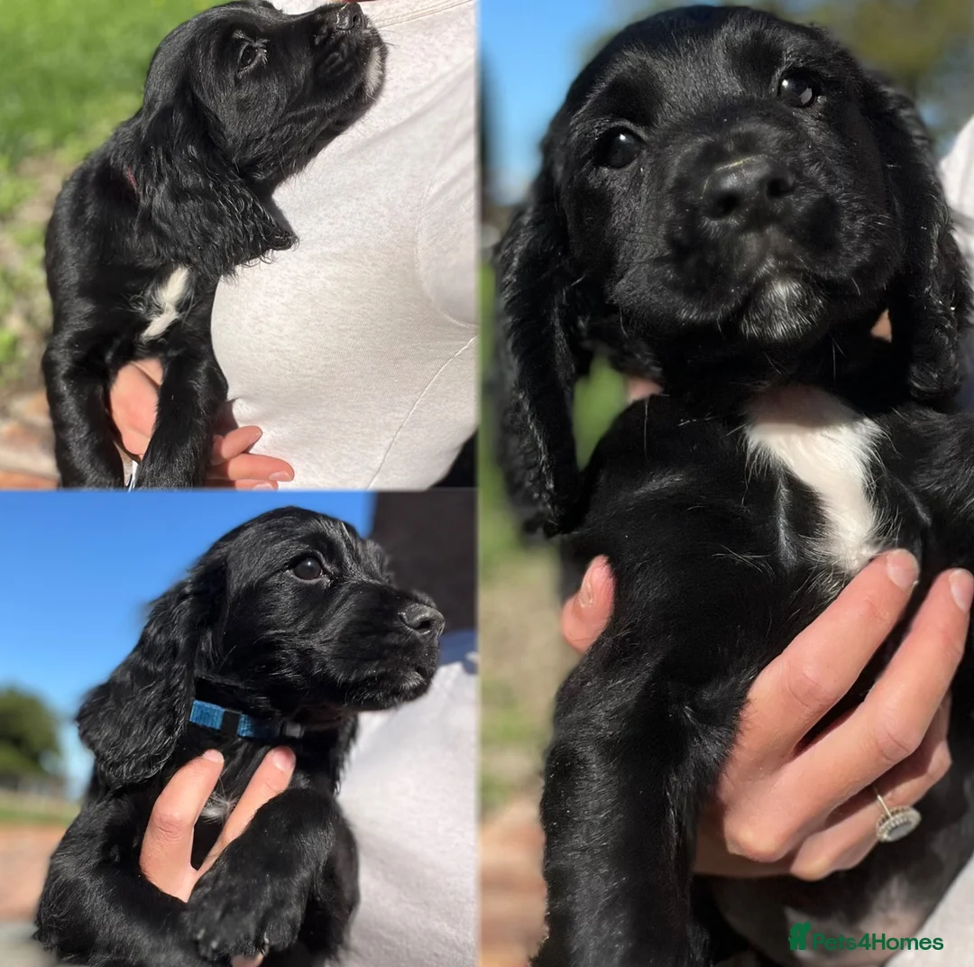 Cocker Spaniel dogs for sale: KC Registered Working Cocker Spaniel Puppies - Advert 1