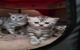 British Shorthair cats for sale: BSH Silver Tabby  - Image 32