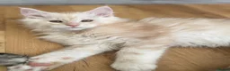 Maine Coon cats for sale: READY TO LEAVE Top quality Maine coon kittens - Advert 15
