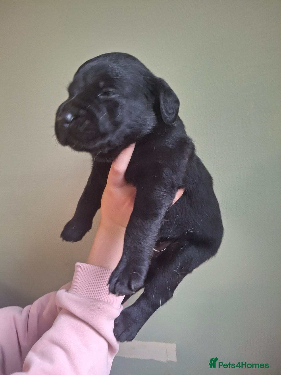 Labrador Retriever dogs for sale: Lab puppies 3 available  - Image 2