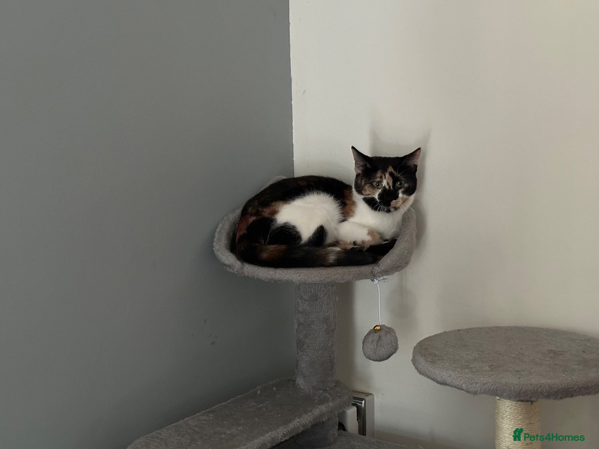 Mixed Breed cats Stunning Calico female cat - Advert 2