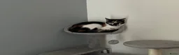 Mixed Breed cats for sale: Stunning Calico female cat - Advert 1
