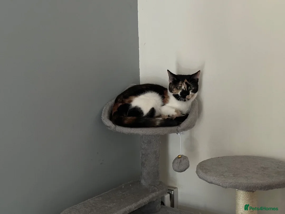Mixed Breed cats for sale: Stunning Calico female cat - Advert 1