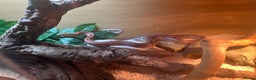 Corn Snake reptiles for sale: Beautiful corn snake  - Advert 4