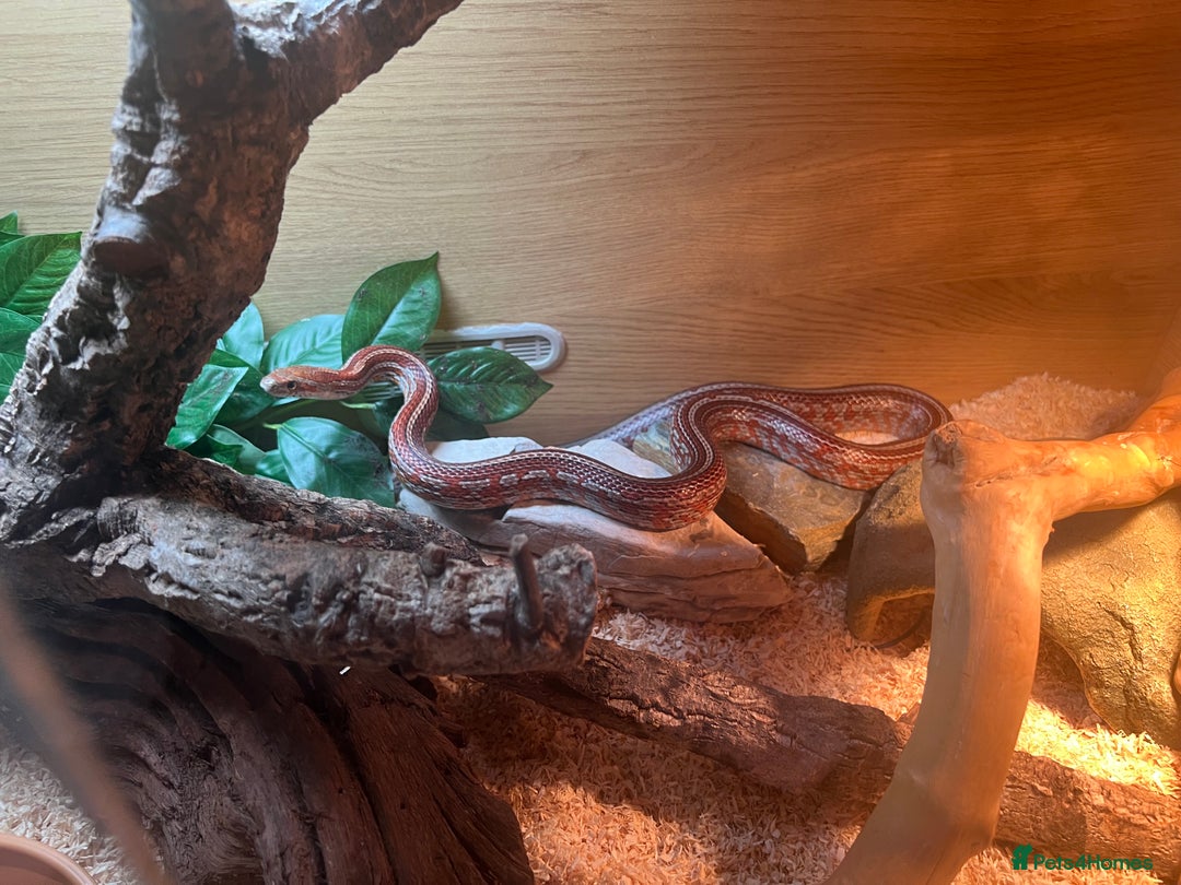 Corn Snake reptiles for sale: Beautiful corn snake  - Advert 4