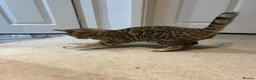 Bengal cats for sale: REDUCED Two Bengals READY for their forever homes  - Advert 4