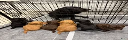 Cockapoo dogs for sale: Stunning Cockerpoo puppies - Advert 7