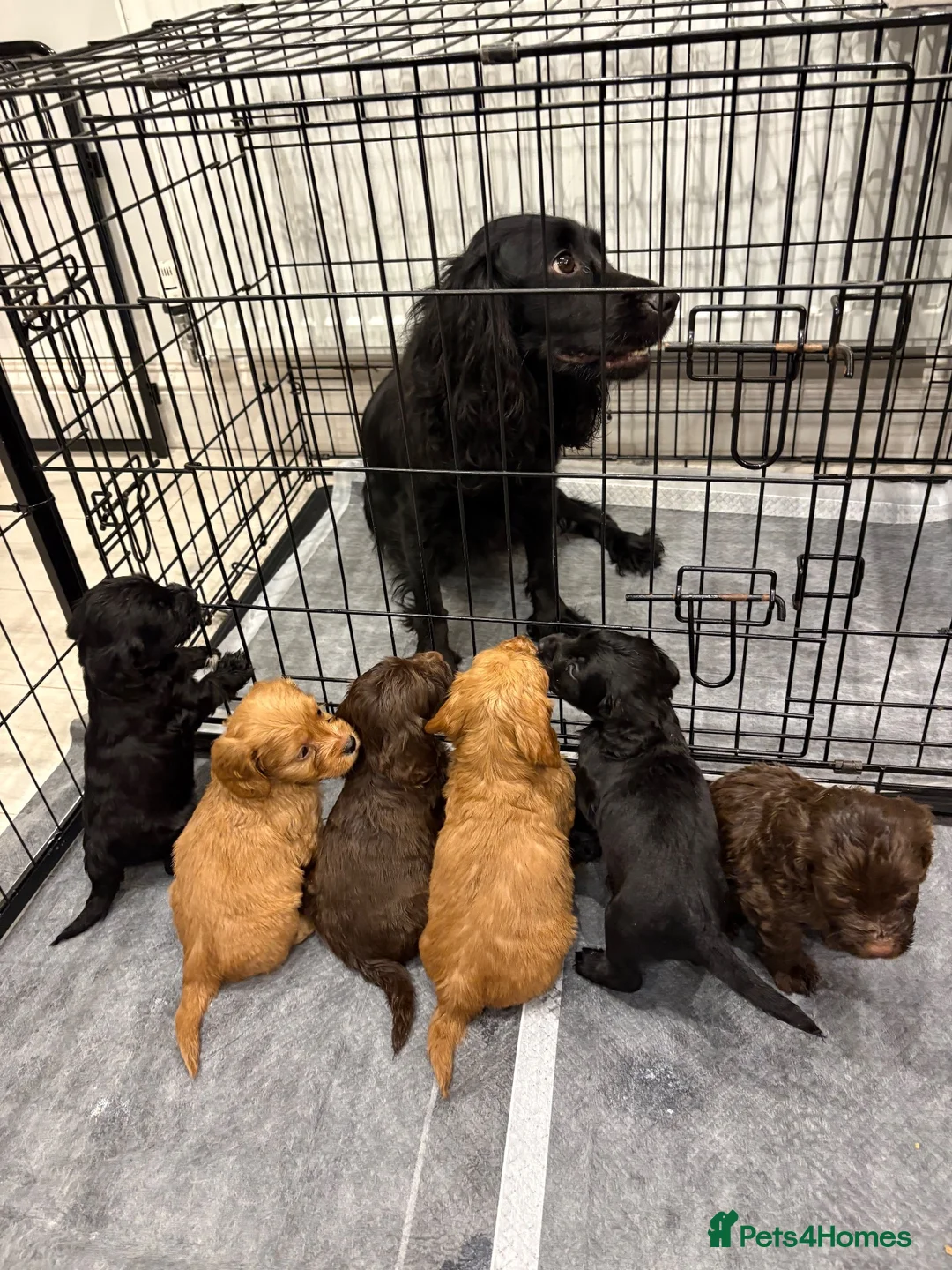 Cockapoo dogs for sale: Stunning Cockerpoo puppies - Advert 7