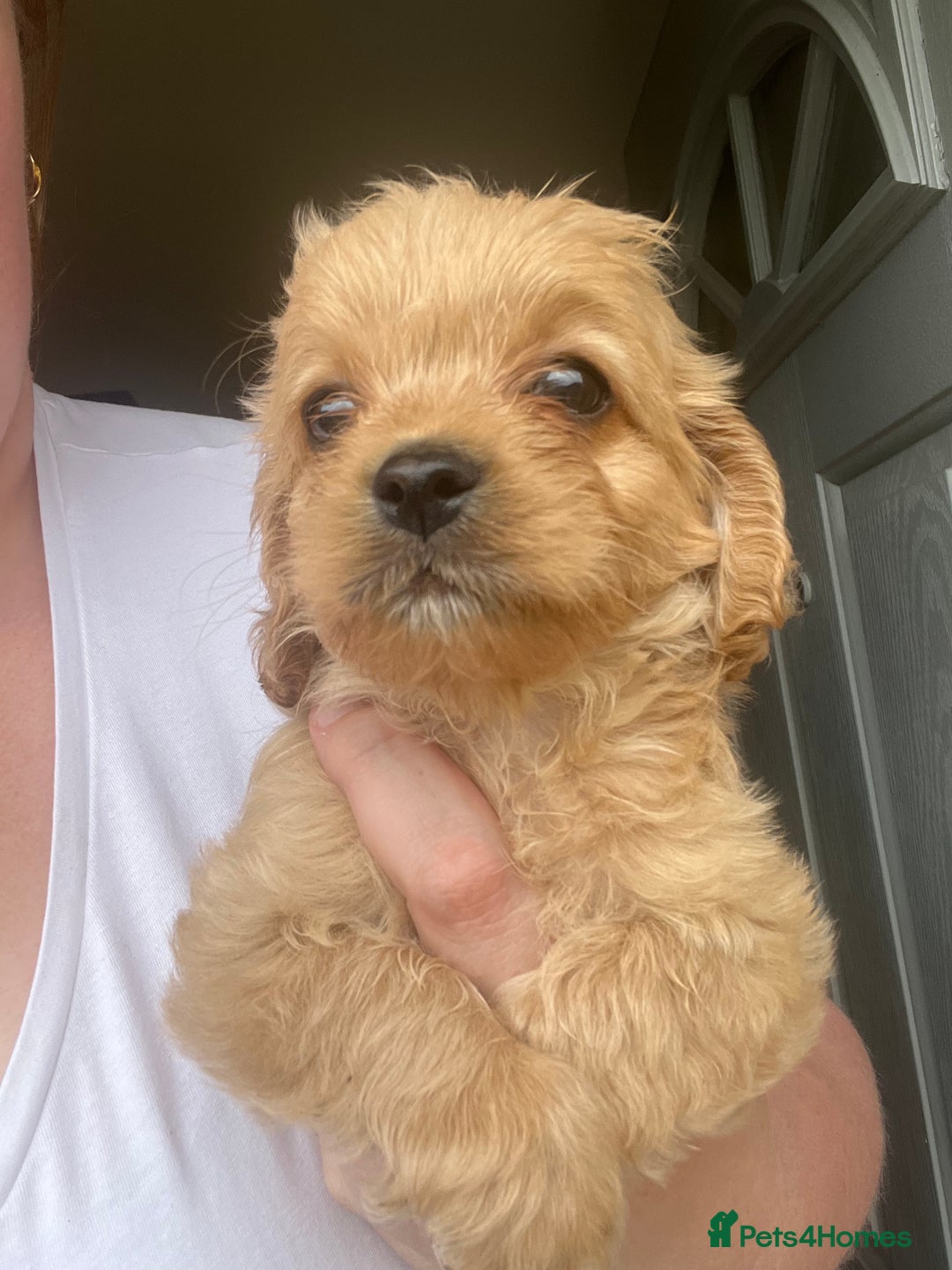 Mixed Breed dogs for sale: Last 2 puppies!  🩷 Maltipoo x Cockapoo puppies - Image 15
