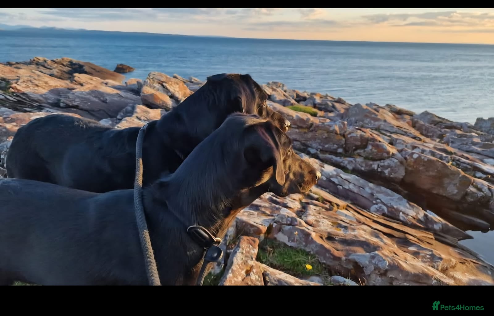 Labrador Retriever dogs  ✨ Exceptional Labrador Retriever Puppies  ✨ - Advert 1