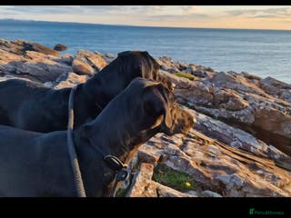 Labrador Retriever dogs ✨ Exceptional Labrador Retriever Puppies ✨ - Advert 2