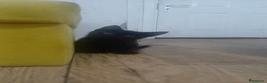 Male