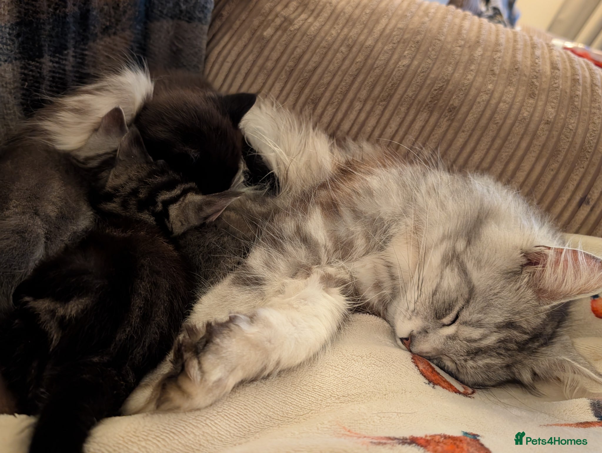 Maine Coon cats Beautiful litter of 3/4 main coon kittens  - Advert 11