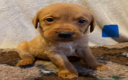 Labrador Retriever dogs for sale: 3 Beautiful female Labradors ready to leave❤️ - Image 12